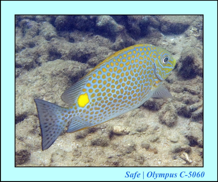 2006 - 07 - Tioman - Plongee Paya beach 01